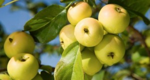 Árboles Frutales para tu Jardín