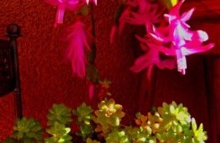 Decoración con Plantas y Flores