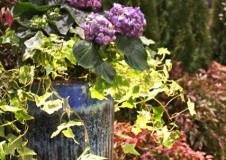 Eventos Jardineria. Home and Garden Show 2012