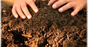 ¿Por qué crear compost casero?