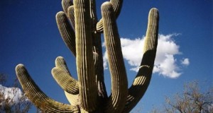 Cactus Saguaro y Pitahaya -Parte I-