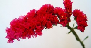 Decora con Statice!
