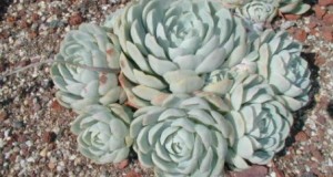 Plantas Suculentas para tu hogar