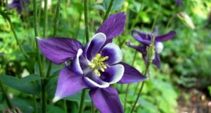 Planta Aquilegia