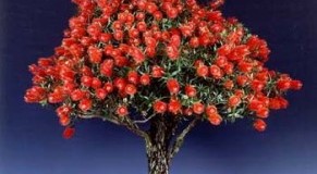 Callistemon. Arbustos para macetas