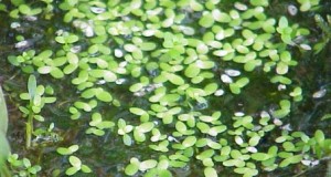 Lentejas de Agua
