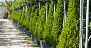 El viento y tus plantas