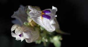 Linaria Anticaria