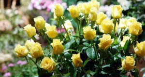 ¿Tienes Rosas? Tareas de Jardinería básicas