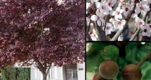 Árboles Frutales. El Ciruelo