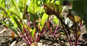 Un Jardín lleno de aromas