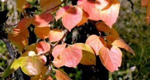 Plantas en Invierno