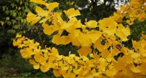 Árboles resistentes al viento