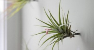Plantas Aéreas en tu pared