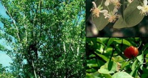 Planta Eugenia