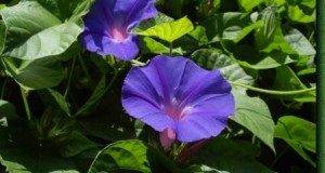 Cultivo de la Campanilla