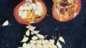 Aprende a germinar semillas de rosa