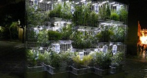 Plantas aromáticas en casa