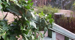 Soportes para las plantas