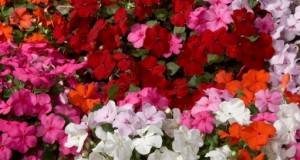 Plantas para entornos sombríos