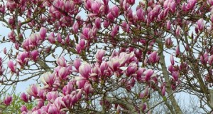 Características de la Magnolia