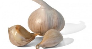 Germinación del Ajo