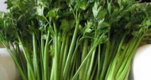 Cultivar Apio -Parte I-
