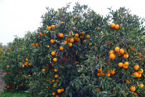 Plagas de los frutales (II)