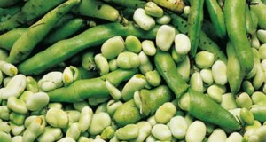 El cultivo de la Haba