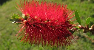 Callistemon Laevis (Limpiatubos)