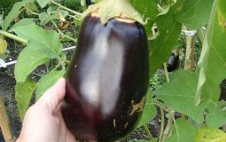 El cultivo de la Berenjena