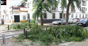 Poda de árboles