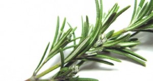 Cómo cultivar Romero