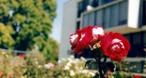 Rosas en macetas