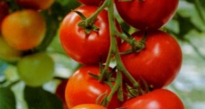 Germinación del tomate