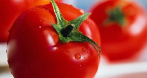Aprende a cultivar tomates
