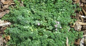 Cómo cultivar Tomillo
