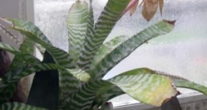 Diferentes especies de bromelias