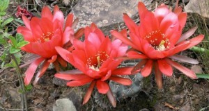Flores de cactus