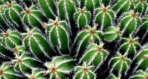 Luz y temperatura ideales para el desarrollo de los cactus