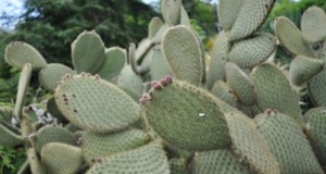 Luz y temperatura ideales para el desarrollo de los cactus (II)