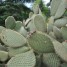Luz y temperatura ideales para el desarrollo de los cactus (II)