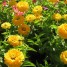 Cómo recuperar plantas estropeadas por el verano