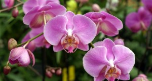 Cómo regar los Orquídeas