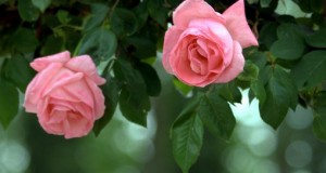 Cómo tener un jardín lleno de rosas