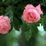 Cómo tener un jardín lleno de rosas