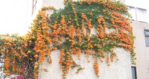 Trasplante de plantas trepadoras