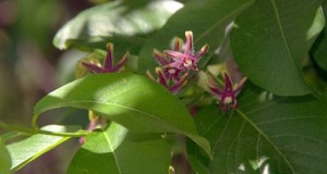 Trasplante de plantas trepadoras (II)