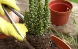 Como plantar un cactus