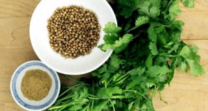 Cómo cultivar Cilantro